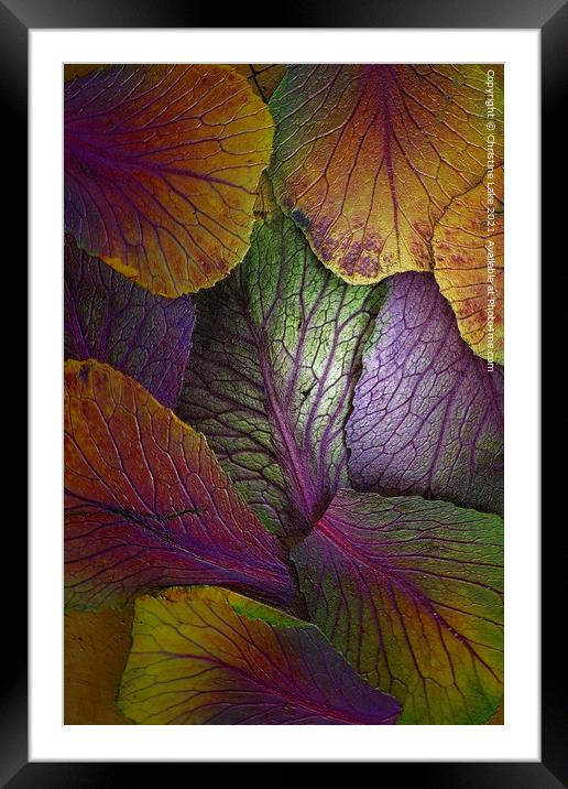 The Colours Of Nature Framed Mounted Print by Christine Lake