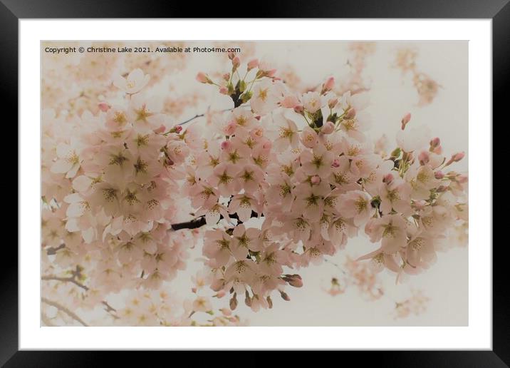 Shades Of Spring Framed Mounted Print by Christine Lake