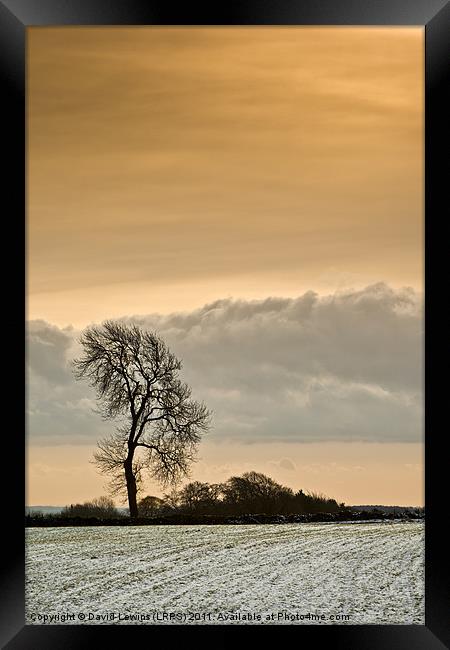 Winter Tree Framed Print by David Lewins (LRPS)
