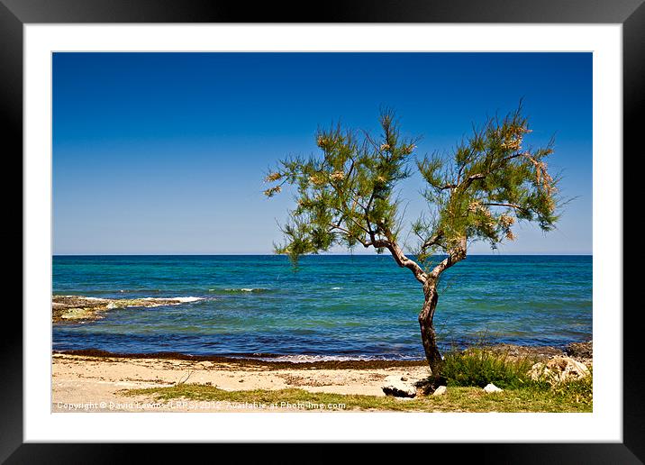 Mediterranean Beach Tree Framed Mounted Print by David Lewins (LRPS)