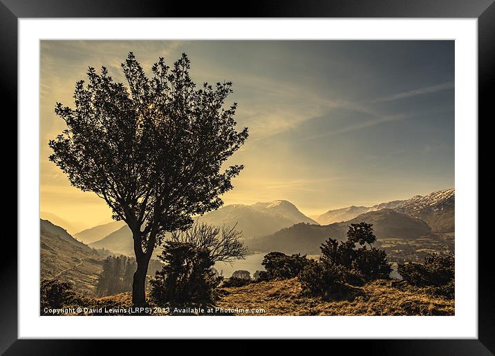 Stunted Tree - Cumbrian Fells Framed Mounted Print by David Lewins (LRPS)