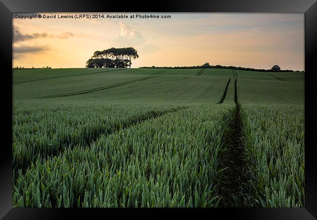 Cornfield Sunset Framed Print by David Lewins (LRPS)