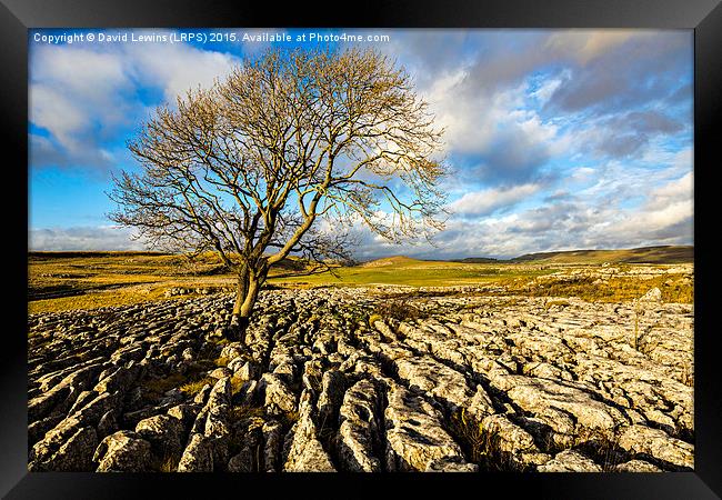 Tree and Limestone Pavement Framed Print by David Lewins (LRPS)