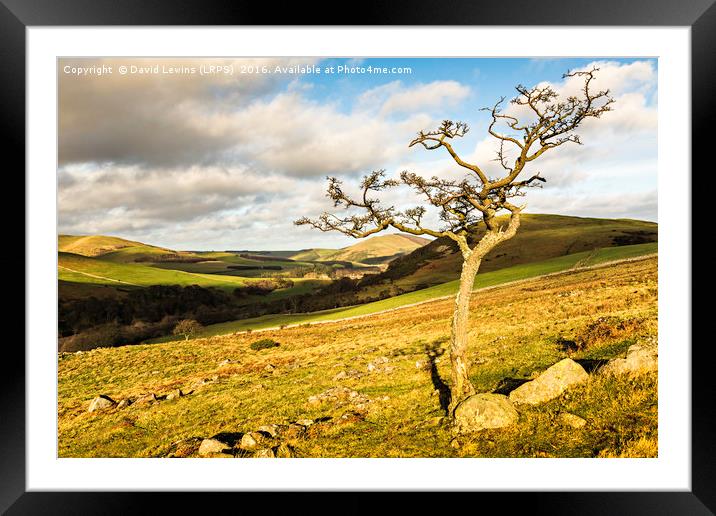 Hethpool Tree Framed Mounted Print by David Lewins (LRPS)