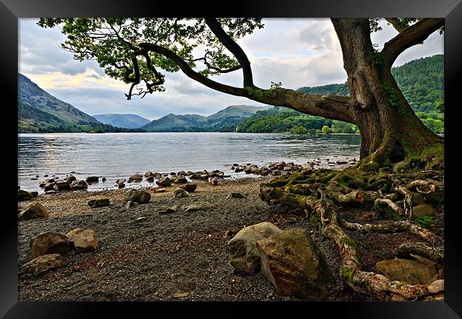 Old Oak - Ullswater, Cumbrian Lakes Framed Print by David Lewins (LRPS)