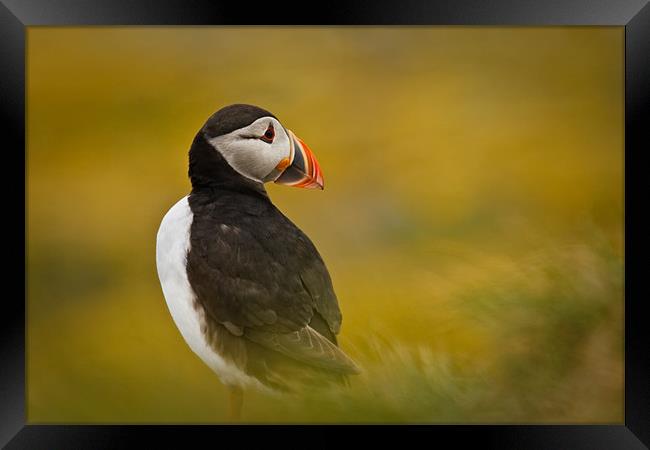 A Resting Puffin Framed Print by David Lewins (LRPS)