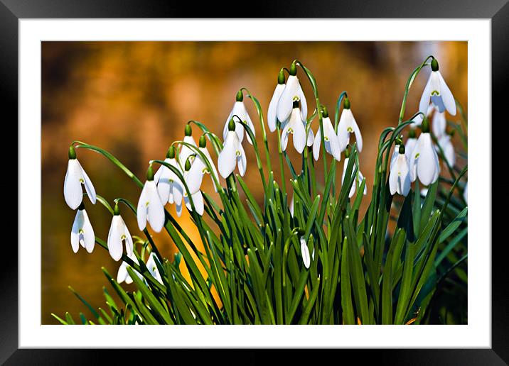 Common Snowdrop Framed Mounted Print by David Lewins (LRPS)
