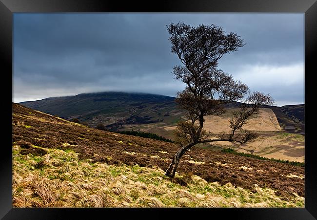 Tree and Cheviot - Northumberland Framed Print by David Lewins (LRPS)