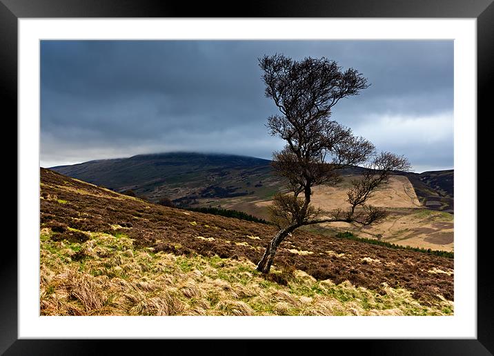 Tree and Cheviot - Northumberland Framed Mounted Print by David Lewins (LRPS)