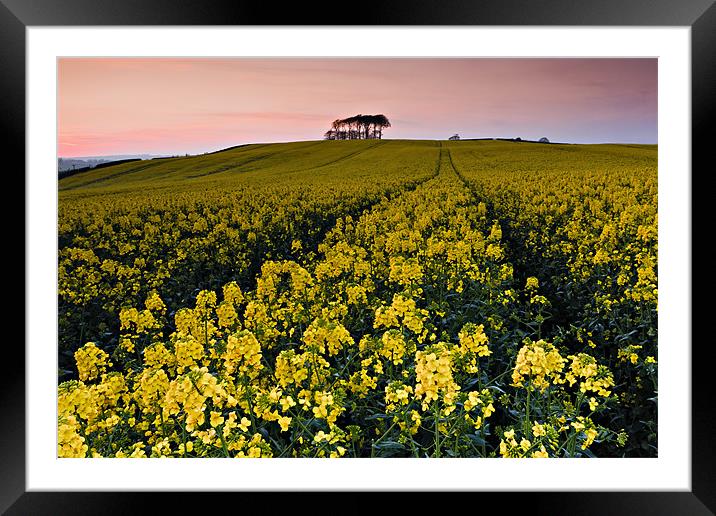 Rape Field and Beech Copse at Sunset Framed Mounted Print by David Lewins (LRPS)