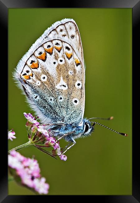 Common Blue Butterfly Framed Print by David Lewins (LRPS)