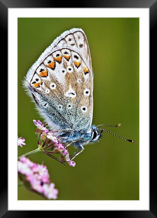 Common Blue Butterfly Framed Mounted Print by David Lewins (LRPS)