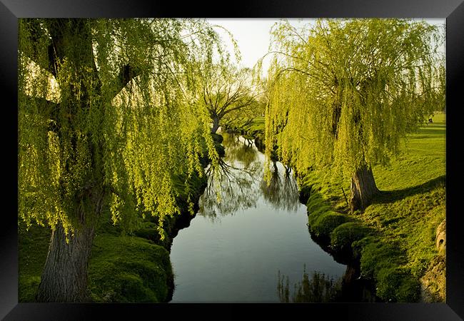 Weeping Willows Richmond Park. Framed Print by Julie Skone