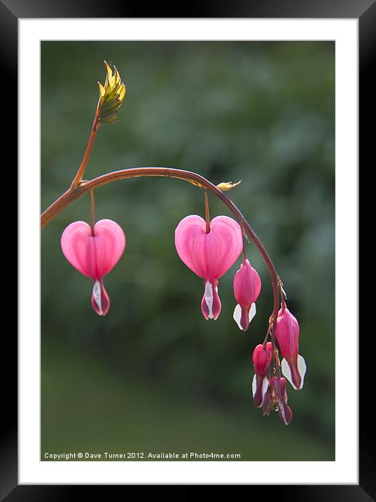 Bleeding Heart, Dicentra Spectabilis Framed Mounted Print by Dave Turner