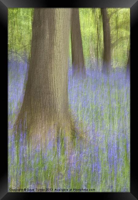 Bluebell Wood, Norfolk Framed Print by Dave Turner