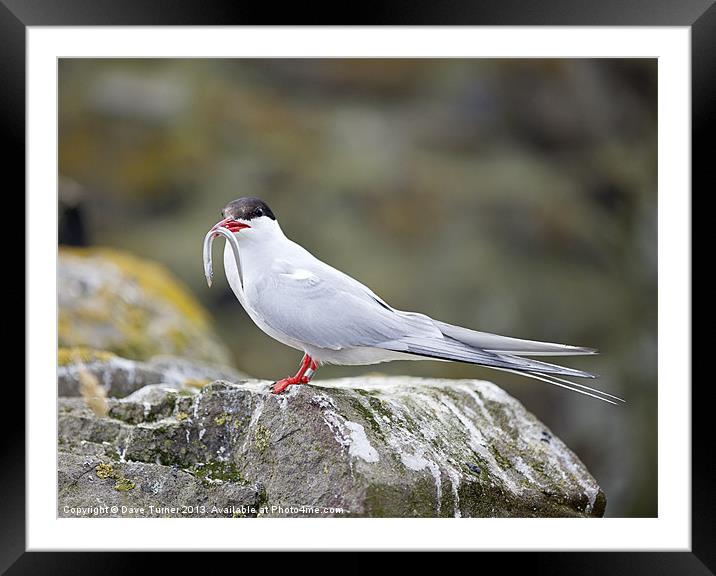Tern with Sand Eel, Inner Farne Island Framed Mounted Print by Dave Turner