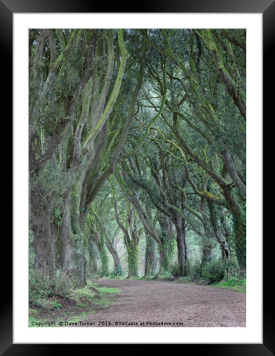 The Trees, Norfolk Framed Mounted Print by Dave Turner