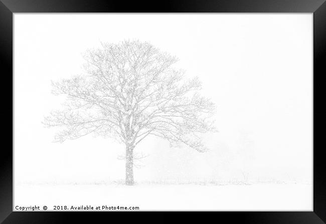 Winter Tree Framed Print by Dave Turner