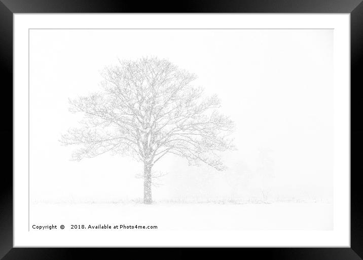 Winter Tree Framed Mounted Print by Dave Turner