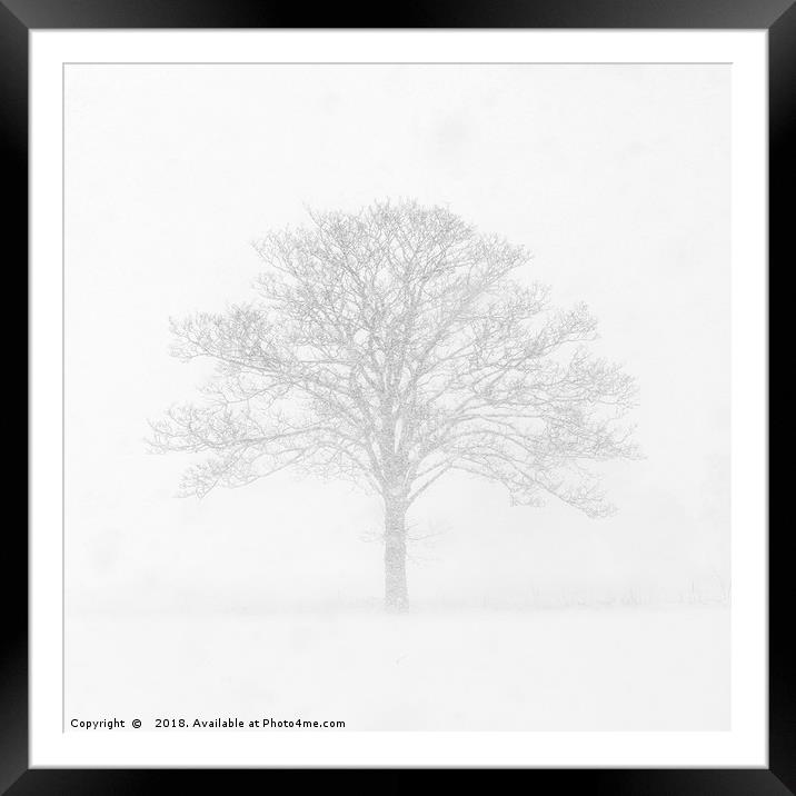 Tree in the Snow Framed Mounted Print by Dave Turner