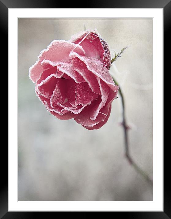 Frosted Red Rose Framed Mounted Print by Dave Turner
