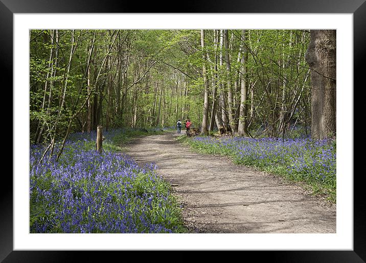 A Walk in the Bluebell Woods Framed Mounted Print by Dave Turner