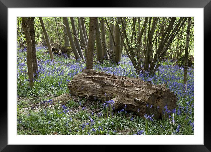 Bluebell Wood Framed Mounted Print by Dave Turner