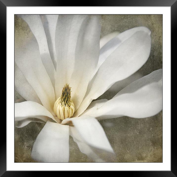 Magnolia Flower Framed Mounted Print by Dave Turner