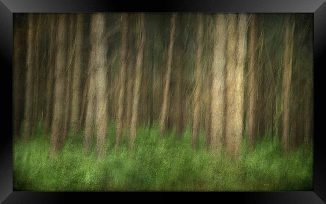 Sandringham Woods, Norfolk Framed Print by Dave Turner