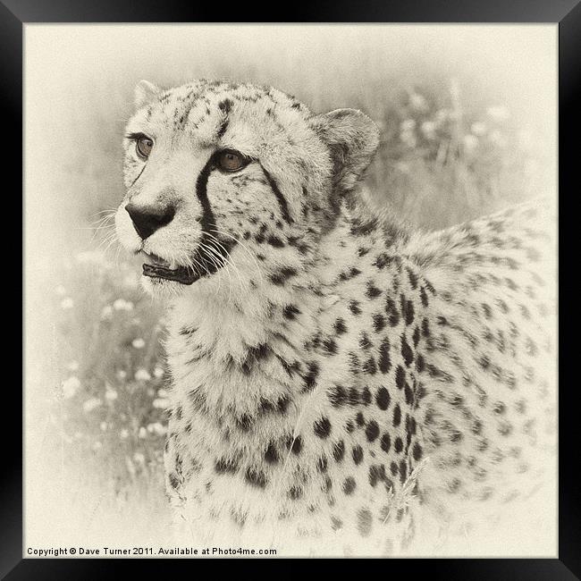 Cheetah Framed Print by Dave Turner