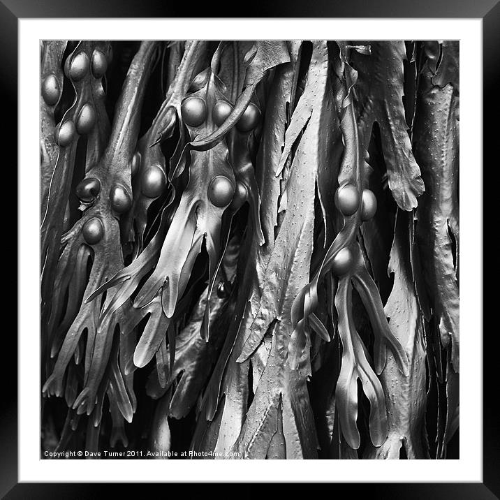 Cromer Seaweed, Norfolk Framed Mounted Print by Dave Turner