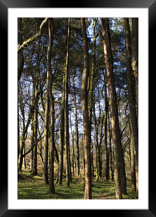 A Dartmoor Woodland Framed Mounted Print by Dan Thorogood
