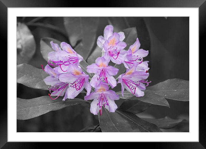 Rhododendron Framed Mounted Print by Dan Thorogood