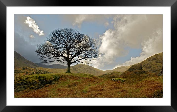 Hardknott Tree Framed Mounted Print by Robert Geldard