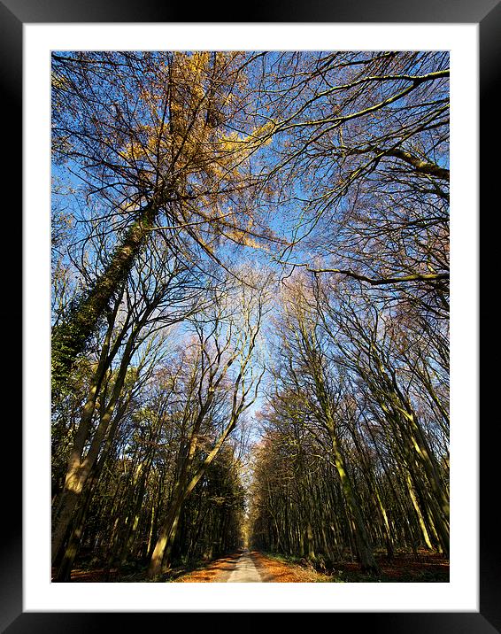  Reach Up Framed Mounted Print by Robert Geldard