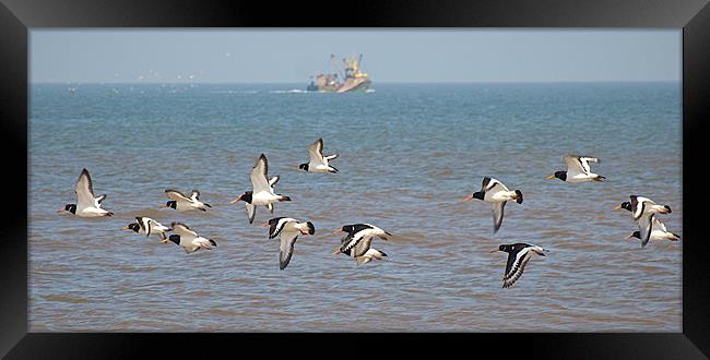 Flypast Framed Print by Robert Geldard