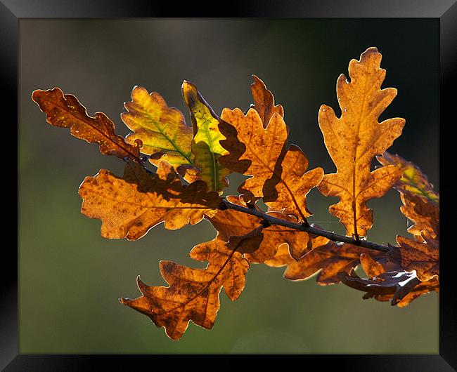 Autumn Oak Leaves Framed Print by Robert Geldard