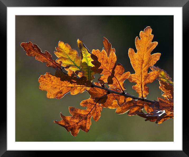 Autumn Oak Leaves Framed Mounted Print by Robert Geldard
