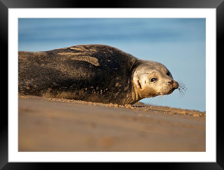 Looking At You Framed Mounted Print by Robert Geldard