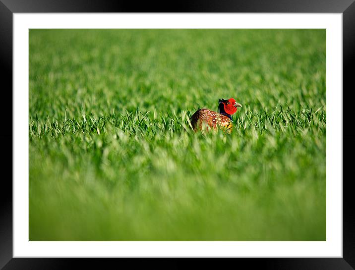 Vibrant Nature Framed Mounted Print by Robert Geldard