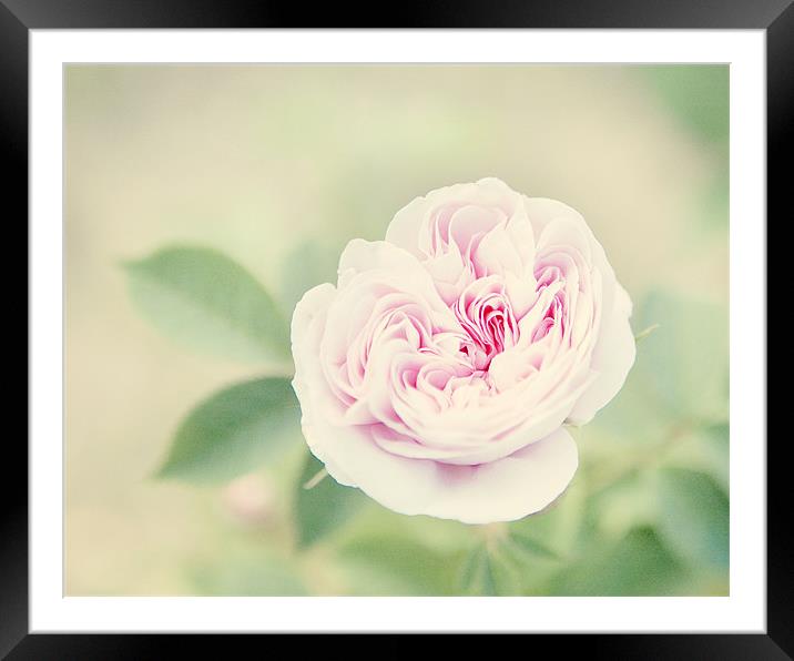 peony rose! Framed Mounted Print by Vicki Huckle
