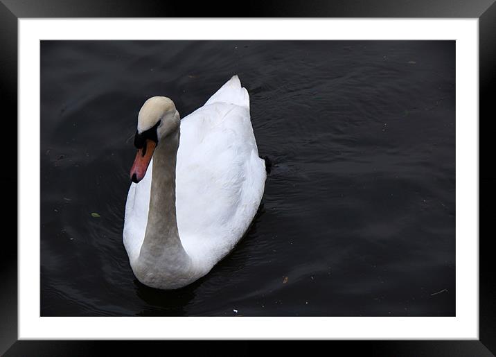 Lonely Swan Framed Mounted Print by Sheryl Brown