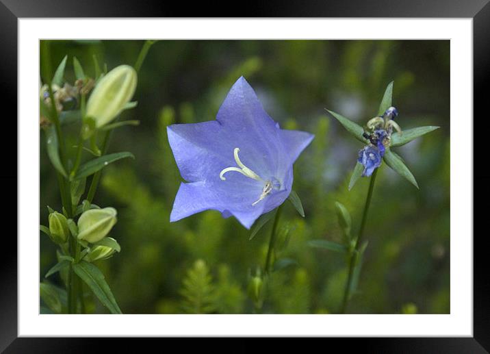 Bluebell Framed Mounted Print by Sheryl Brown