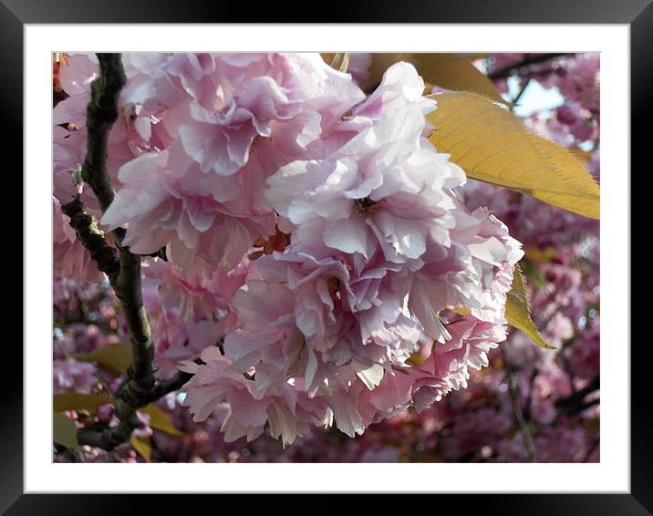 Cherry Blossom Framed Mounted Print by Sheryl Brown