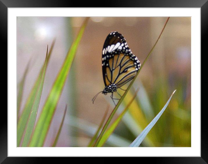 Butterfly Framed Mounted Print by Sheryl Brown