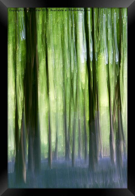 Bluebells in ancient woodland Framed Print by Ray Fidler