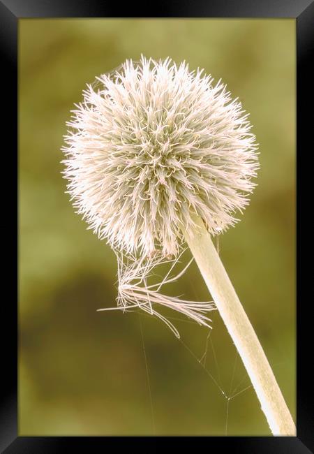 Seedhead with spider web Framed Print by Dianne 