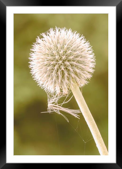 Seedhead with spider web Framed Mounted Print by Dianne 