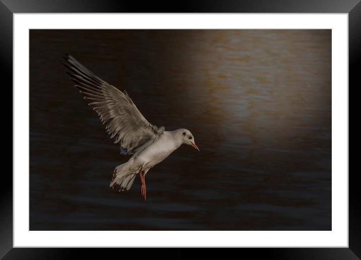 Gull in the Moonlight Framed Mounted Print by Dianne 