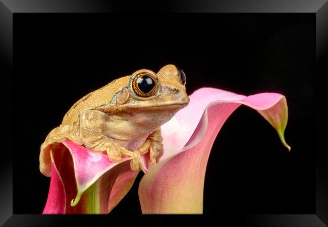 Cute little frog on a pink Lily flower Framed Print by Dianne 